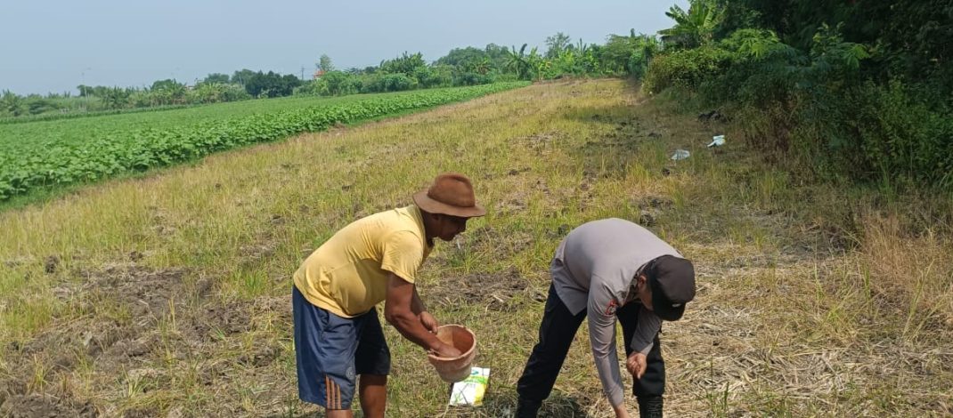 Polisi Turun Bareng Perangkat Desa Cek Lahan Pertanian Jagung di Kecamatan Tarik