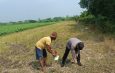 Polisi Turun Bareng Perangkat Desa Cek Lahan Pertanian Jagung di Kecamatan Tarik