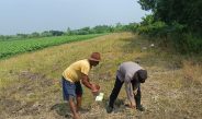 Polisi Turun Bareng Perangkat Desa Cek Lahan Pertanian Jagung di Kecamatan Tarik