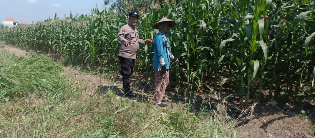 Bhabinkamtibmas Polsek Candi Turun Langsung Pantau Pertumbuhan Jagung di Desa Durungbedug