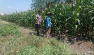 Bhabinkamtibmas Polsek Candi Turun Langsung Pantau Pertumbuhan Jagung di Desa Durungbedug