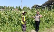 Petani Desa Lebo Apresiasi Dukungan Polisi Terhadap Upaya Ketahanan Pangan 