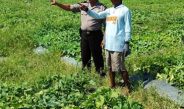 Tinjau Lokasi Rencana Tanam Jagung Hibrida di Kedensari, Polsek Tanggulangin Dukung Ketahanan Pangan 
