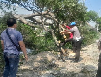 Respon Cepat Polsek Deket Evakuasi Pohon Tumbang, Arus Lalu Lintas Kembali Lancar