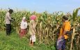 Pendampingan Kepada Petani Untuk Lahan Jagung Hibrida