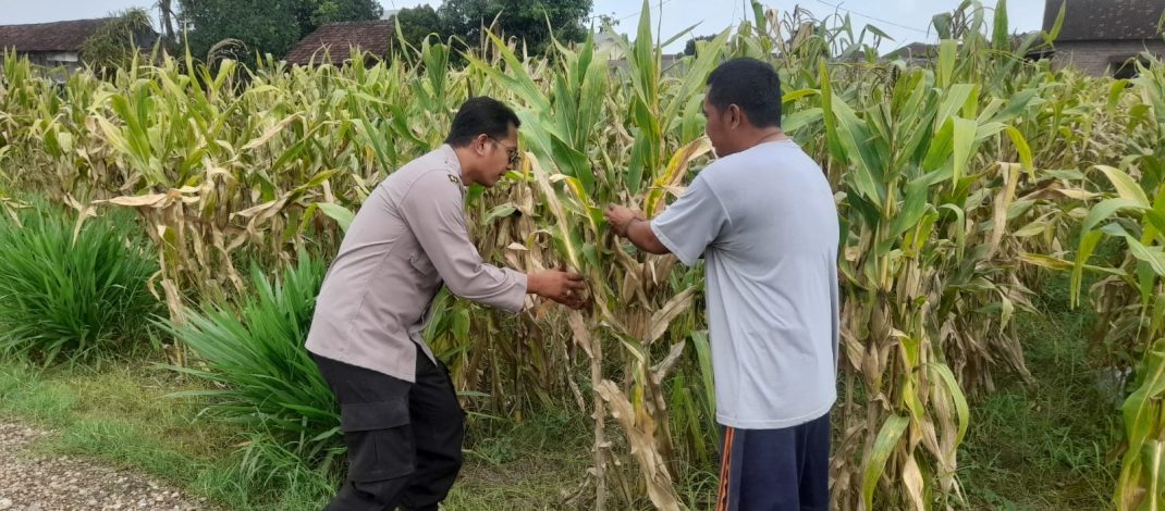 Polsek Prambon Dampingi Petani Guna Sukseskan Program Ketahanan Pangan