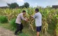 Polsek Prambon Dampingi Petani Guna Sukseskan Program Ketahanan Pangan