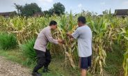 Polsek Prambon Dampingi Petani Guna Sukseskan Program Ketahanan Pangan