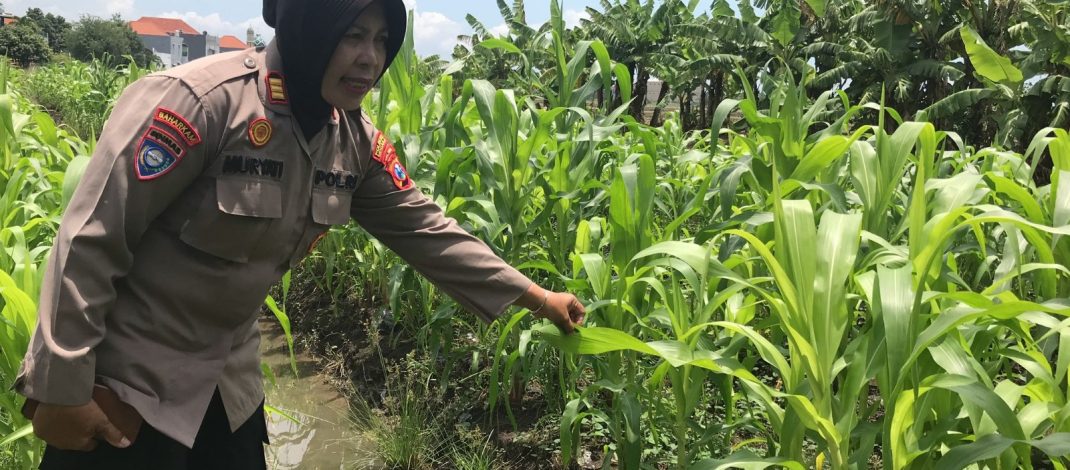 Tanaman Jagung Mulai Berbuah, Polsek Gedangan Intensifkan Pendampingan Ketahanan Pangan