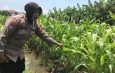 Tanaman Jagung Mulai Berbuah, Polsek Gedangan Intensifkan Pendampingan Ketahanan Pangan