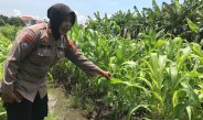 Tanaman Jagung Mulai Berbuah, Polsek Gedangan Intensifkan Pendampingan Ketahanan Pangan