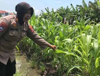 Tanaman Jagung Mulai Berbuah, Polsek Gedangan Intensifkan Pendampingan Ketahanan Pangan