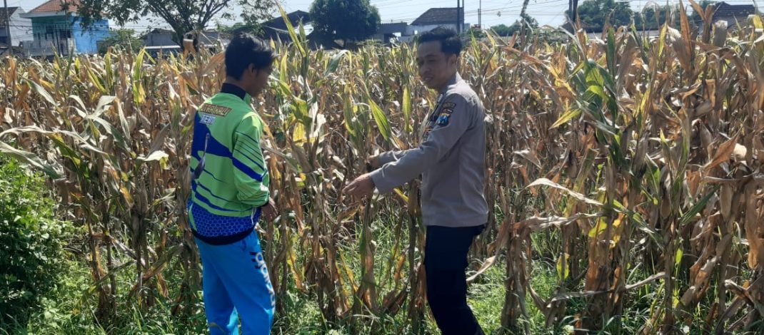 Dalam Mendukung Ketahanan Pangan, Polisi Pantau Lahan Jagung Siap Panen 