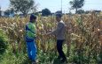 Dalam Mendukung Ketahanan Pangan, Polisi Pantau Lahan Jagung Siap Panen 