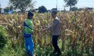 Dalam Mendukung Ketahanan Pangan, Polisi Pantau Lahan Jagung Siap Panen 