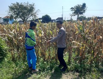 Dalam Mendukung Ketahanan Pangan, Polisi Pantau Lahan Jagung Siap Panen 