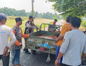 Polisi dan Petani di Balongbendo Kelola Tanaman Jagung