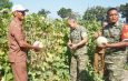 Perkuat Ketahanan Pangan, Dandim 0812 Lamongan Bersama Warga Panen Raya Melon di lahan sekeliling KDKMP Tumenggungan