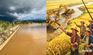 Ironi Swasembada Beras: Ribuan Hektar Sawah di Tolitoli ‘Disembelih’ Lumpur Tambang Emas Ilegal