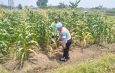 Polisi Pantau Pertumbuhan Jagung di Desa Gamping