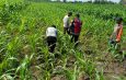Polsek Balongbendo Semangati Petani untuk Keberhasilan Panen, Sukseskan Swasembada Pangan 