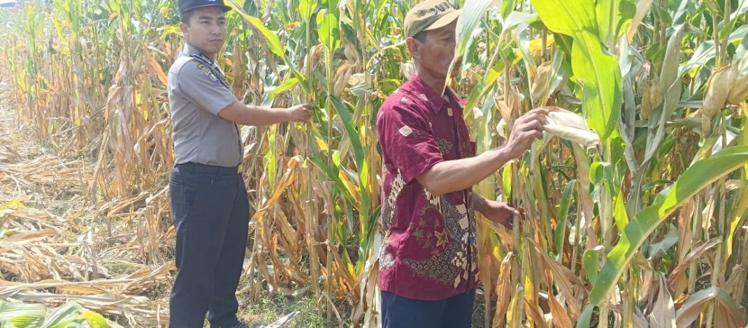 Wujud Ketahanan Pangan dari Kolaborasi Polisi dan Petani di Kecamatan Tarik