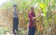 Wujud Ketahanan Pangan dari Kolaborasi Polisi dan Petani di Kecamatan Tarik