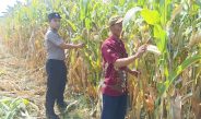Wujud Ketahanan Pangan dari Kolaborasi Polisi dan Petani di Kecamatan Tarik