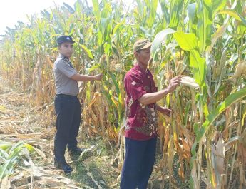 Wujud Ketahanan Pangan dari Kolaborasi Polisi dan Petani di Kecamatan Tarik