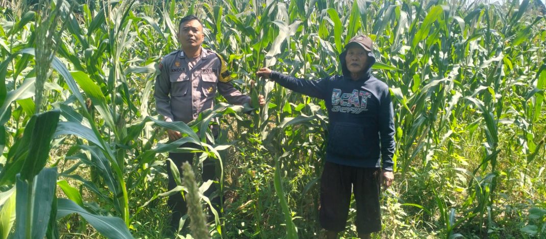 Polisi Gandeng Petani Optimalkan Ketahanan Pangan Rawat Tanaman Jagung, Antisipasi Hama