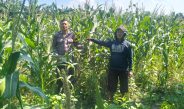 Polisi Gandeng Petani Optimalkan Ketahanan Pangan Rawat Tanaman Jagung, Antisipasi Hama
