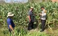 Motivasi Petani Desa Lebo, Polisi Optimalkan Lahan Jagung untuk Ketahanan Pangan