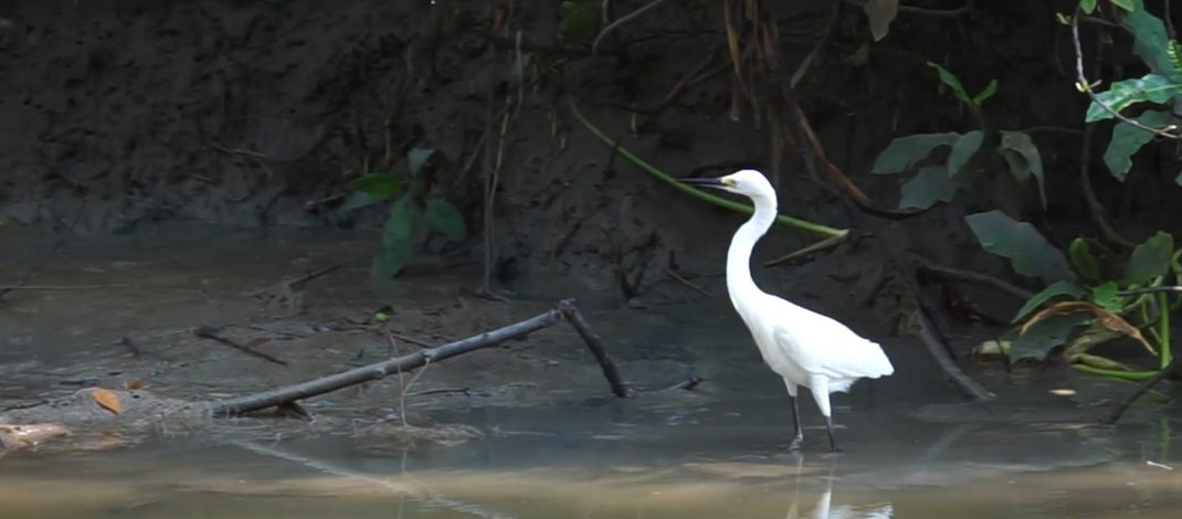 Burung hingga Kucing Bakau Jadi Bukti Ekosistem Kebun Raya Mangrove Surabaya Terjaga