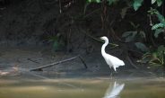 Burung hingga Kucing Bakau Jadi Bukti Ekosistem Kebun Raya Mangrove Surabaya Terjaga