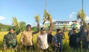 Tradisi Petik Padi di Kalidawir, Petani Sampaikan Aspirasi Pada Plt Bupati Tulungagung