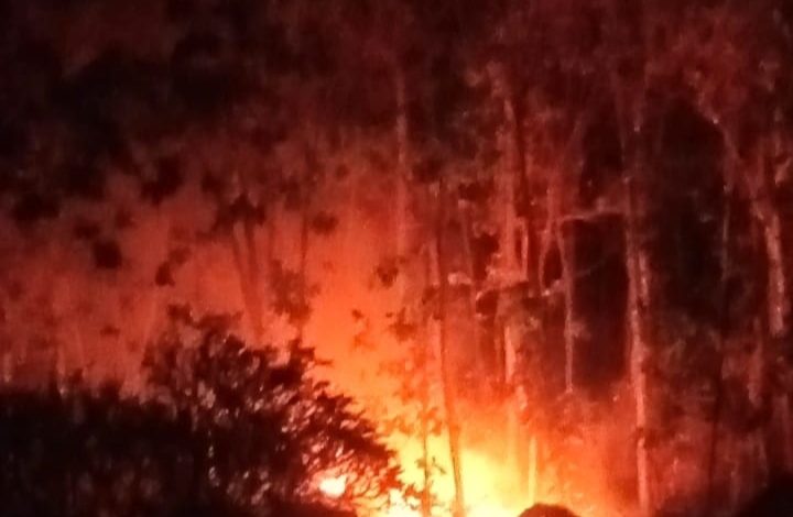 Sekitar 1,5 Hektare Hutan Jati dan Ladang Warga di Tulungagung Terbakar