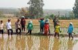 Perkuat Ketahanan Pangan, Koramil 0812/06 Ngimbang Bersama Muspika dan Masyarakat Dusun Tuwung Gelar Tanam Padi Bersama 