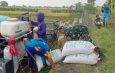 Danramil dan Babinsa Babat Hadiri Tasyakuran Wiwit dan Terjun Langsung Memanen Padi Bersama Petani
